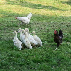 ten little mouladen ducks live alive in the meadow