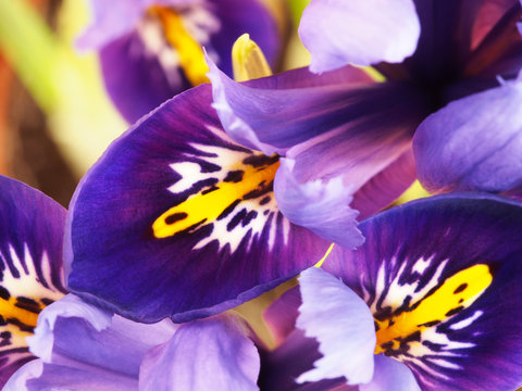 Iris mini flower in purple and yellow color. Macro shot. Top view.