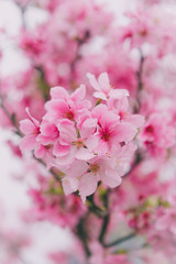 Sakura in Taiwan is blooming in February to March.