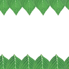 Fototapeta premium green leaves isolated seamless background, collection of green