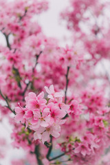 Sakura in Taiwan is blooming in February to March.