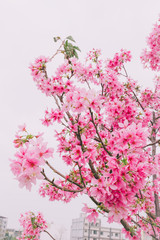 Sakura in Taiwan is blooming in February to March.