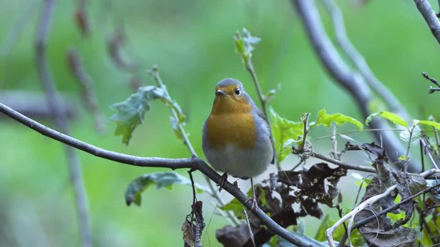 Alert european robin in a tree