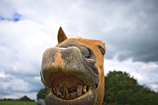 Bad tooth Funny Horse Zahnarzt Pferd lustig Teeth Werbung advertising schlechte Z&auml;hne bad teeths zahnfee fairy dentist dentista caballo
