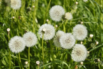 Pusteblumne, L&ouml;wenzahn, Samenstand