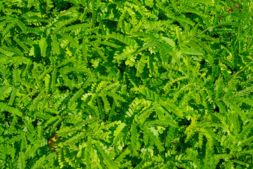 Tree branches and leaves are green on a white background.