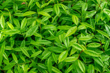 Tree branches and leaves are green on a white background.