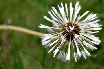 Die Pusteblumen ein alter Löwenzahn auf der Wiese 