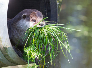 Small claw otter gathering nest material