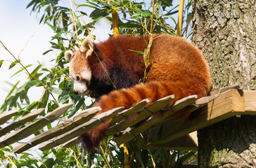 Obraz premium Red panda eating bamboo
