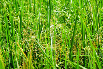 Green Rice field