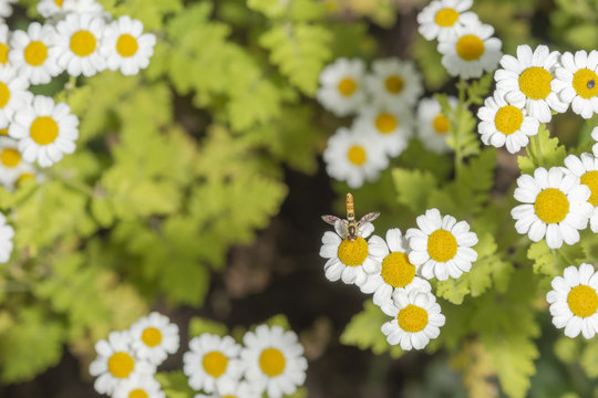 Bertram von Oben fotografiert mit Insekt auf der Bl&uuml;te