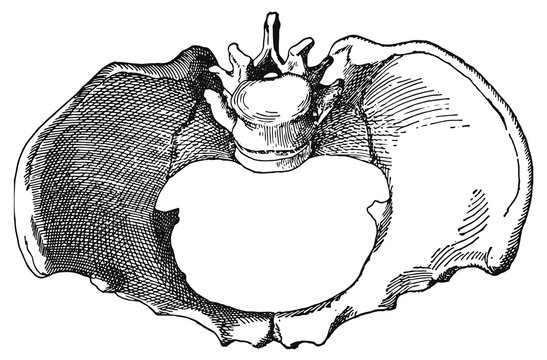 pelvis #vector #isolated - Plattes rachitisches Becken