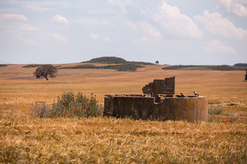 Naklejka premium Fields in spring in the province of Huesca. Spain