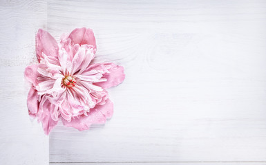 Beautiful pink peon on white wooden background. Top view.