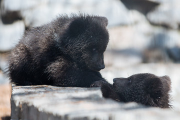 Brown bear cubs with mom © A.Lukin