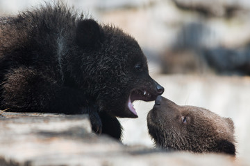 Brown bear cubs with mom © A.Lukin