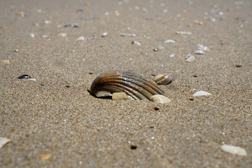 Various seashells peeled on the Atlantic beach in Portugal

