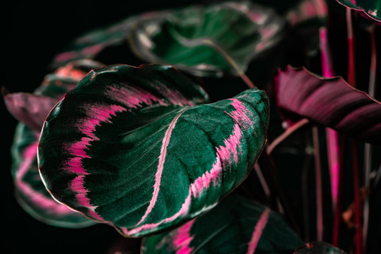 botanical calathea plant with green and pink leaves, on black