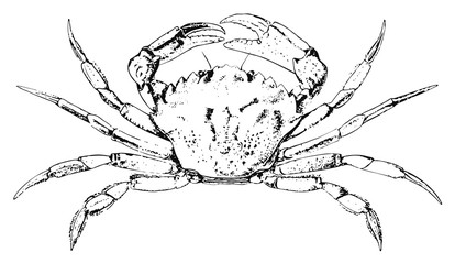Green crab #vector #isolated - Krebs