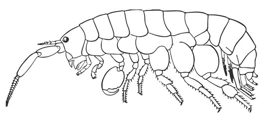 sand flea - Platorchestia platensis #vector #isolated - Sandfloh