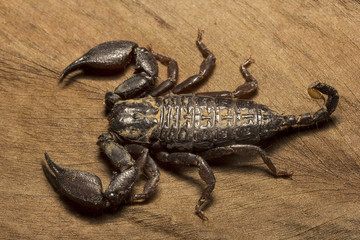 Wood scorpion, Liocheles sp, Hemiscopiidae, Gurjee, Tripura , India