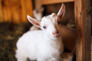 White and cute baby goats in a barn.