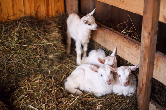 White and cute baby goats in a barn.