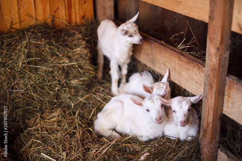 White And Cute Baby Goats In A Barn Stock Photo And Royalty Free