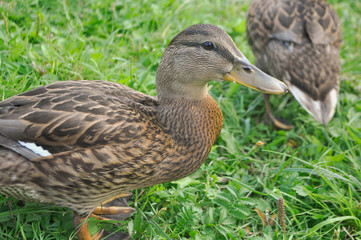duck in the park on the grass close up