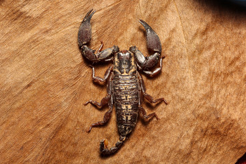 Wood scorpion, Liocheles sp, Hemiscopiidae, Gurjee, Tripura