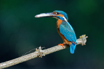 Wildlife photo - kingfisher sitting on branch with fish in his beak, Danubian wetland, Slovakia, Europe