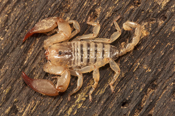 Wood scorpion, Liocheles sp, Hemiscopiidae, Jampue hills, Tripura