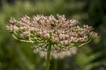 Ammi visnaga plant (toothpickweed)
