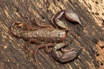 Wood scorpion, Liocheles sp, Hemiscopiidae, Jampue hills, Tripura