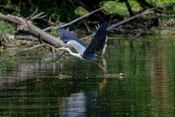 Wildlife photo - Blue heron flying over the lake, Danubian wetland, Slovakia, Europe