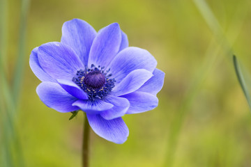 Single purple anemone flower against blurry green natural background in outdoor environment