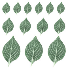 green leaves isolated on white background, collection of green