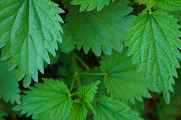 Background of nettle leaves