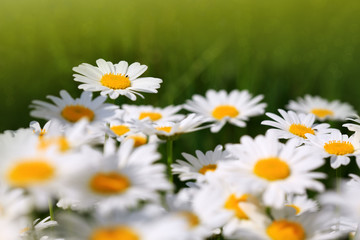 Summer field with white daisy flowers .