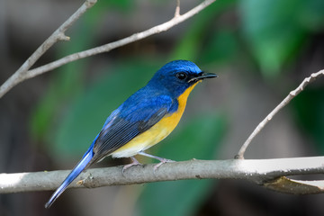 hill blue flycatcher