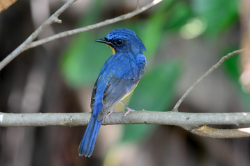 hill blue flycatcher
