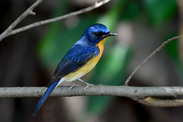 hill blue flycatcher