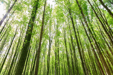 Fototapeta premium Green deciduous forest on a sunny day.