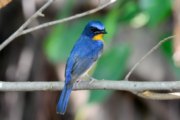 hill blue flycatcher