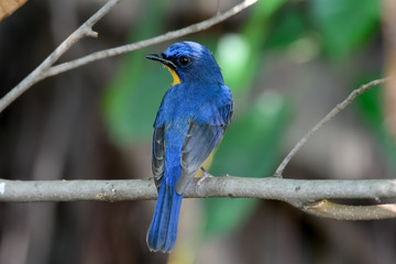 hill blue flycatcher