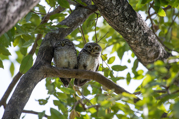 Fototapeta premium Spotted owlet is a small owl which breeds in tropical Asia
