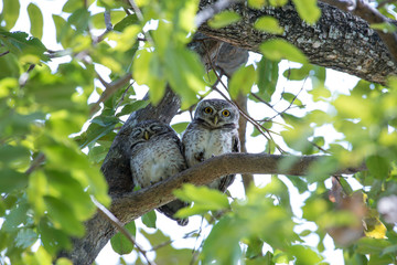 Spotted owlet is a small owl which breeds in tropical Asia