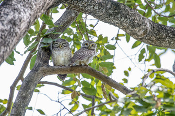 Spotted owlet is a small owl which breeds in tropical Asia