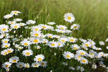 Summer field with white daisy flowers .
